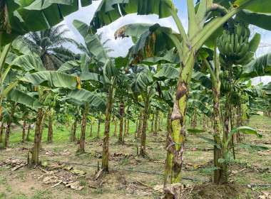 นายจิรศักดิ์ บริบูรณ์ สหกรณ์จังหวัดชุมพร นางณัชกช นามจันทร์ ... พารามิเตอร์รูปภาพ 11