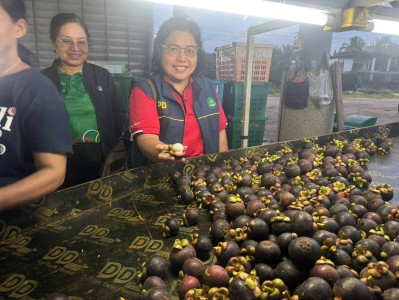เข้าร่วมสังเกตการณ์การรวบรวมผลผลิตมังคุดคุณภาพจากกลุ่มวิสาหกิจชุมชนมังคุดคุณภาพวังใหม่ เพื่อกระจายผลไม้ในจังหวัดชุมพรไปยังจังหวัดพระนครศรีอยุธยา จำนวน 3 ตัน ณ อาคารอเนกประสงค์เทศบาลตำบลวังใหม่ อำเภอเมือง จังหวัดชุมพร ... พารามิเตอร์รูปภาพ 1