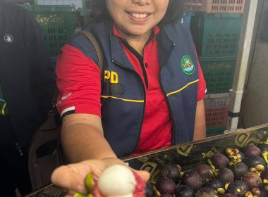 เข้าร่วมสังเกตการณ์การรวบรวมผลผลิตมังคุดคุณภาพจากกลุ่มวิสาหกิจชุมชนมังคุดคุณภาพวังใหม่ เพื่อกระจายผลไม้ในจังหวัดชุมพรไปยังจังหวัดพระนครศรีอยุธยา จำนวน 3 ตัน ณ อาคารอเนกประสงค์เทศบาลตำบลวังใหม่ อำเภอเมือง จังหวัดชุมพร ... พารามิเตอร์รูปภาพ 2