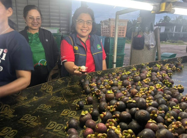 เข้าร่วมสังเกตการณ์การรวบรวมผลผลิตมังคุดคุณภาพจากกลุ่มวิสาหกิจชุมชนมังคุดคุณภาพวังใหม่ เพื่อกระจายผลไม้ในจังหวัดชุมพรไปยังจังหวัดพระนครศรีอยุธยา จำนวน 3 ตัน ณ อาคารอเนกประสงค์เทศบาลตำบลวังใหม่ อำเภอเมือง จังหวัดชุมพร ... พารามิเตอร์รูปภาพ 1