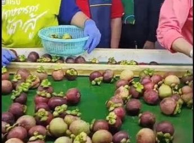 เข้าร่วมสังเกตการณ์การรวบรวมผลผลิตมังคุดคุณภาพจากกลุ่มวิสาหกิจชุมชนมังคุดคุณภาพวังใหม่ เพื่อกระจายผลไม้ในจังหวัดชุมพรไปยังจังหวัดพระนครศรีอยุธยา จำนวน 3 ตัน ณ อาคารอเนกประสงค์เทศบาลตำบลวังใหม่ อำเภอเมือง จังหวัดชุมพร ... พารามิเตอร์รูปภาพ 3