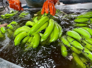 ลงพื้นที่สำรวจสถาบันเกษตรกรที่ประสงค์เข้าร่วมโครงการสร้างมูลค่าเพิ่มจากวัสดุเหลือใช้ทางการเกษตร ประจำปีงบประมาณ พ.ศ. 2569 ณ กลุ่มเกษตรกรทำสวนชุมชนในง่วมบ้านนา อำเภอเมืองชุมพร จังหวัดชุมพร และกลุ่มเกษตรกรทำสวนทุ่งคาวัด อำเภอละแม จังหวัดชุมพร ... พารามิเตอร์รูปภาพ 9