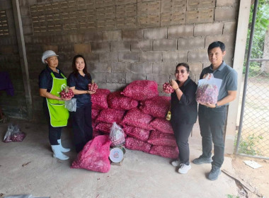 การกระจาย หอมแดง (แต่งมัดจุก) ของจังหวัดศรีสะเกษ จำนวน ... พารามิเตอร์รูปภาพ 4